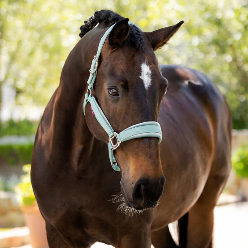 Lemieux Versailles Headcollar Aqua