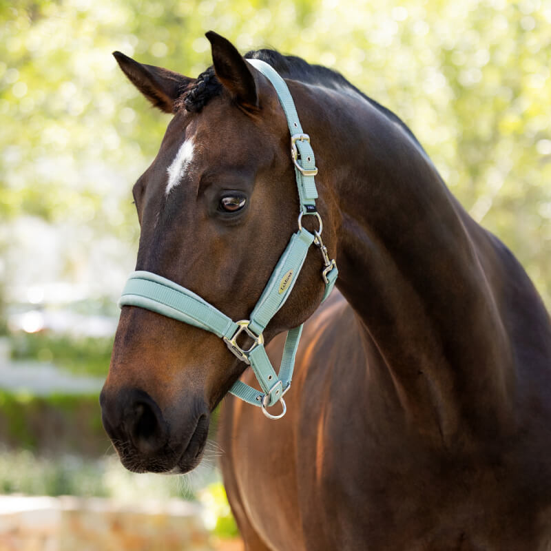 Lemieux Versailles Headcollar Aqua