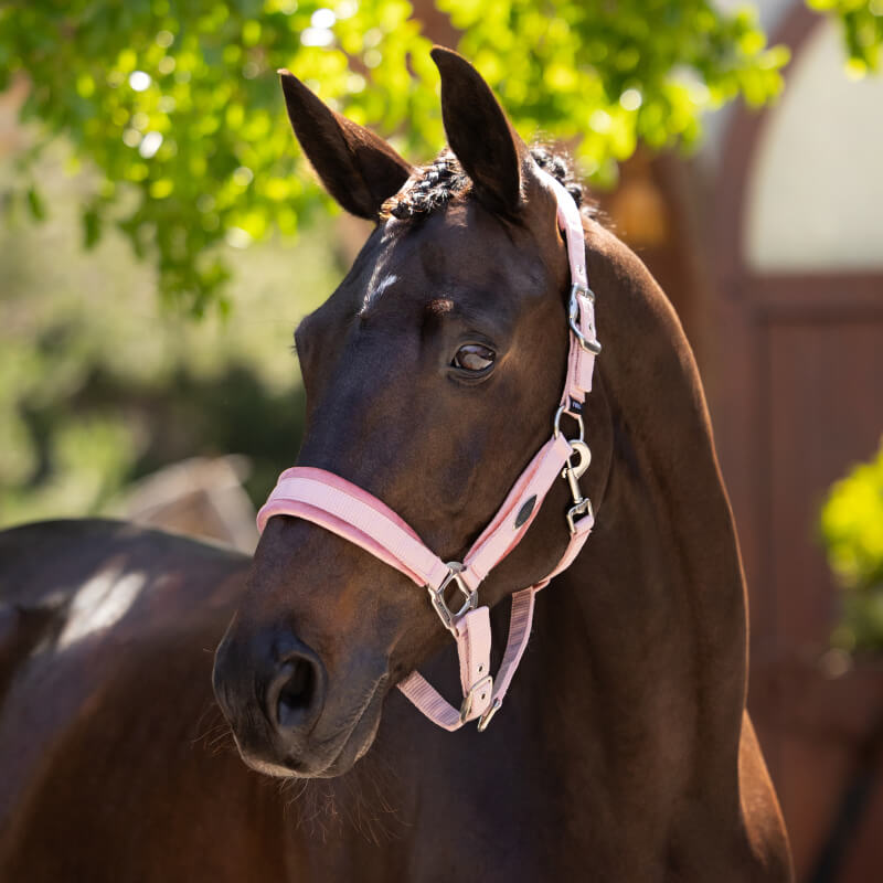 Lemieux Versailles Headcollar Blossom-Pet n Pony-LeMieux