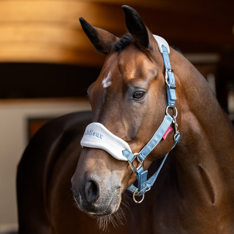Brown horse wears LeMieux Vogue Headcollar & Leadrope Ice Blue, indoors with blurred background.