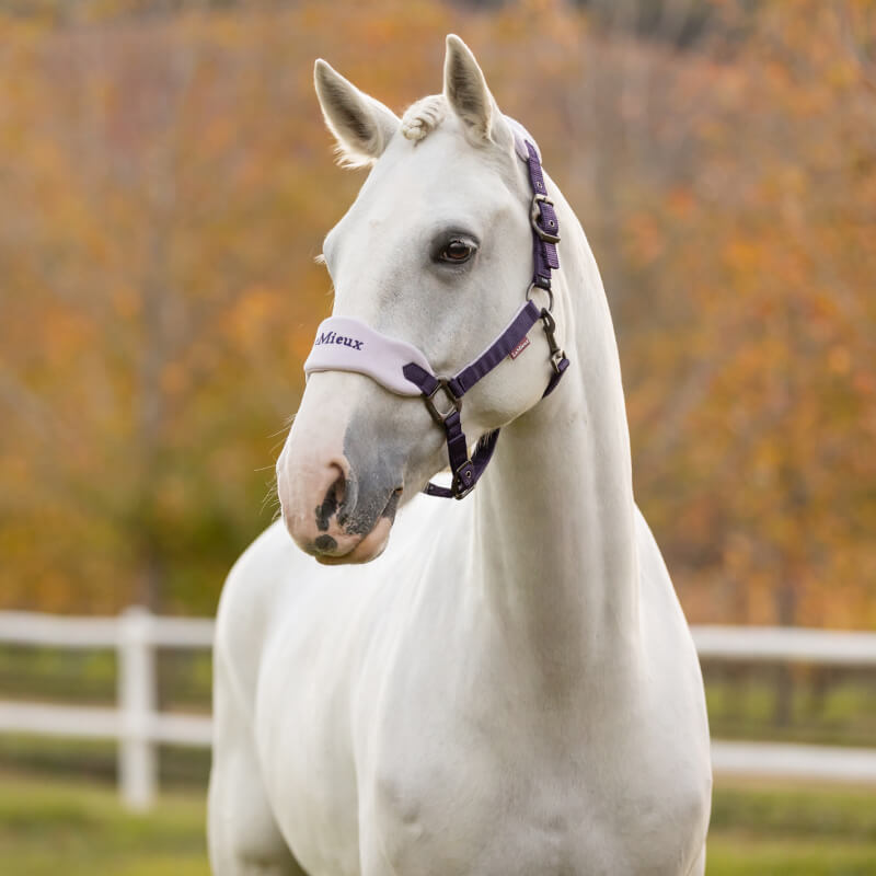 LeMieux Vogue Headcollar & Leadrope Juniper
