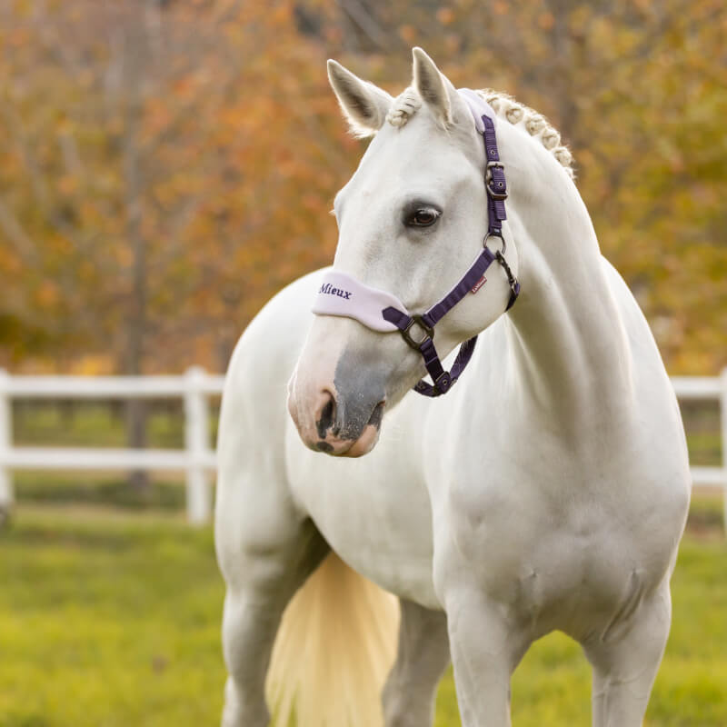 LeMieux Vogue Headcollar &amp; Leadrope Juniper