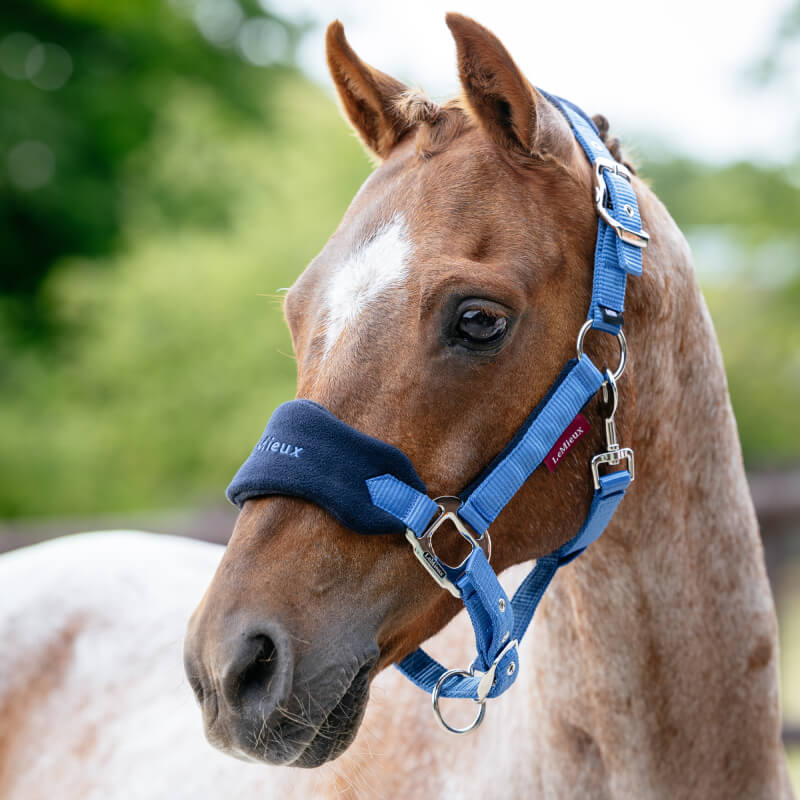 Brown horse in a LeMieux Mini Vogue Benetton headcollar, outdoors with green background.