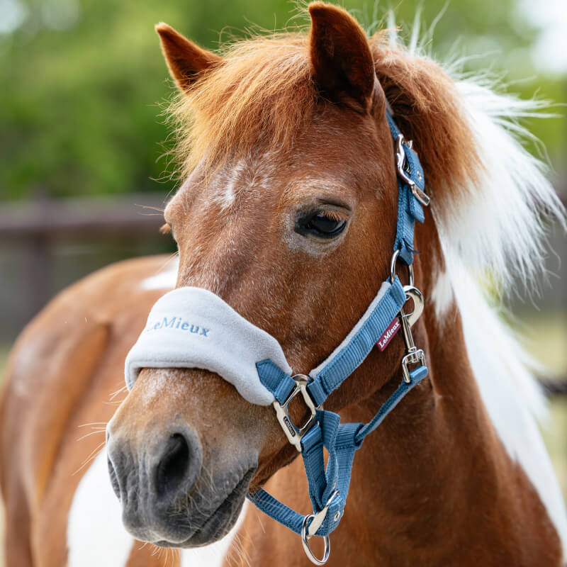 Brown and white pony in a LeMieux Mini Vogue Headcollar & Leadrope Ice Blue, outdoors.