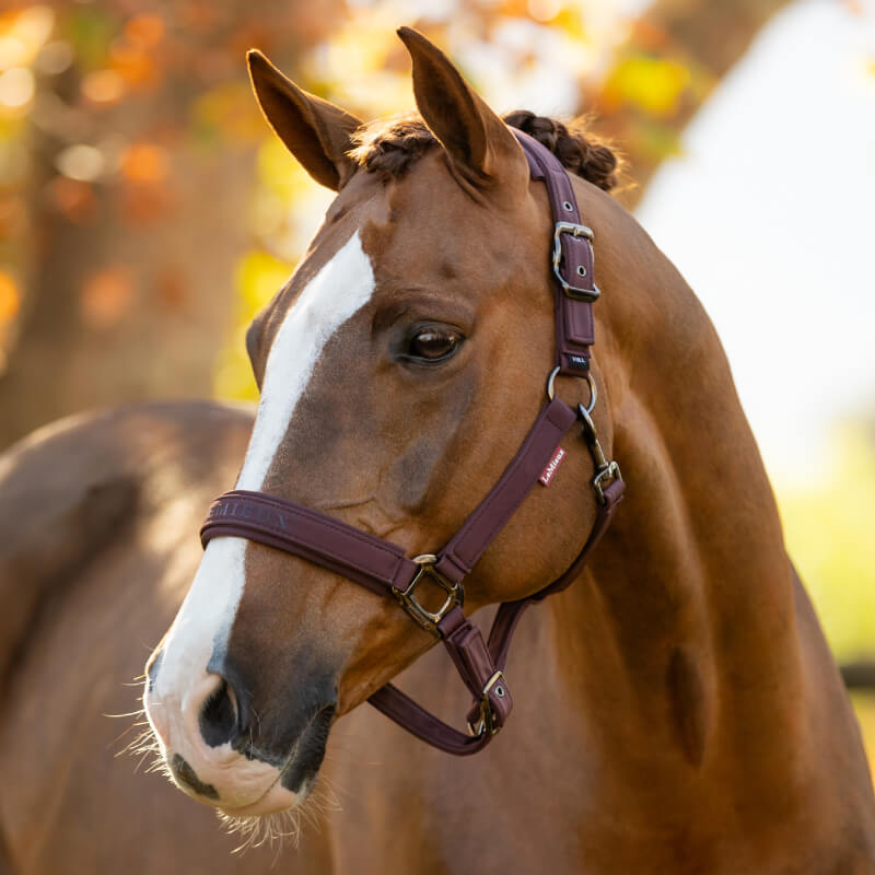 LeMieux Essence Headcollar Damson