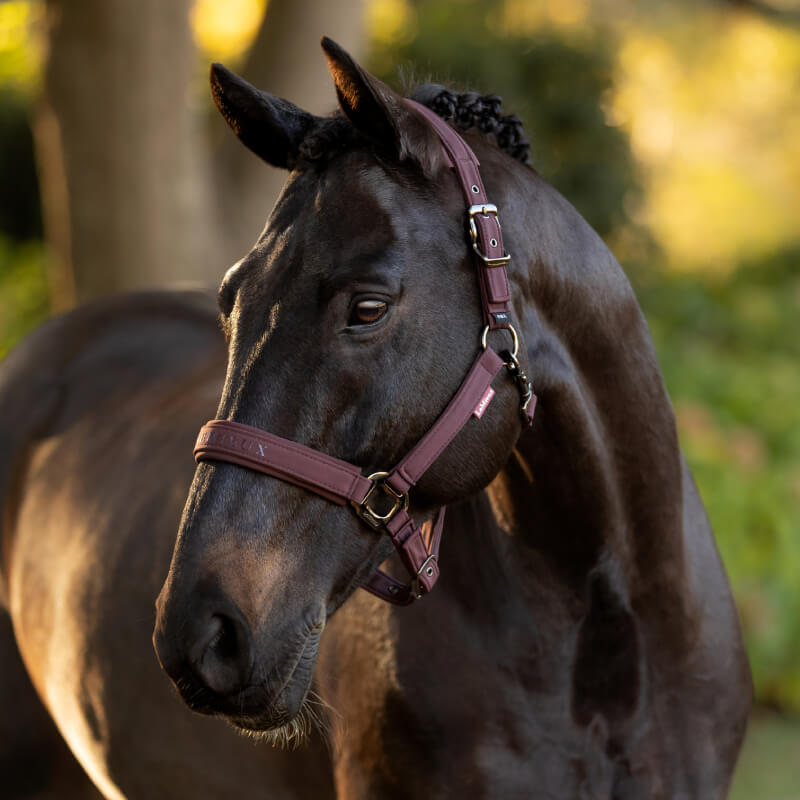 LeMieux Essence Headcollar Damson
