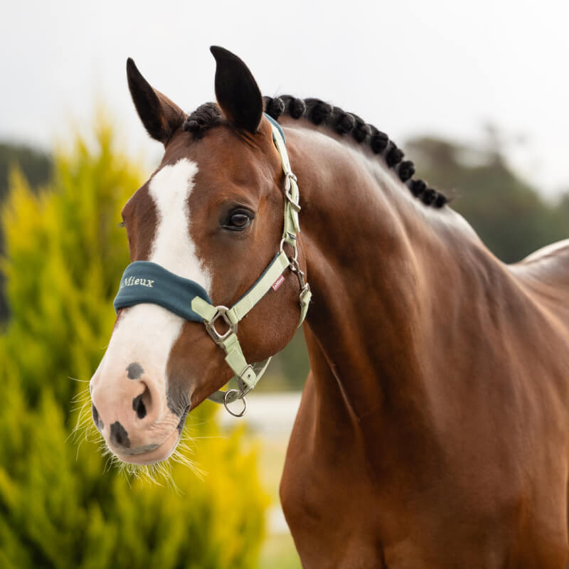 Brown horse in a LeMieux Vogue Headcollar &amp; Leadrope Macaron stands by a yellow-green tree.