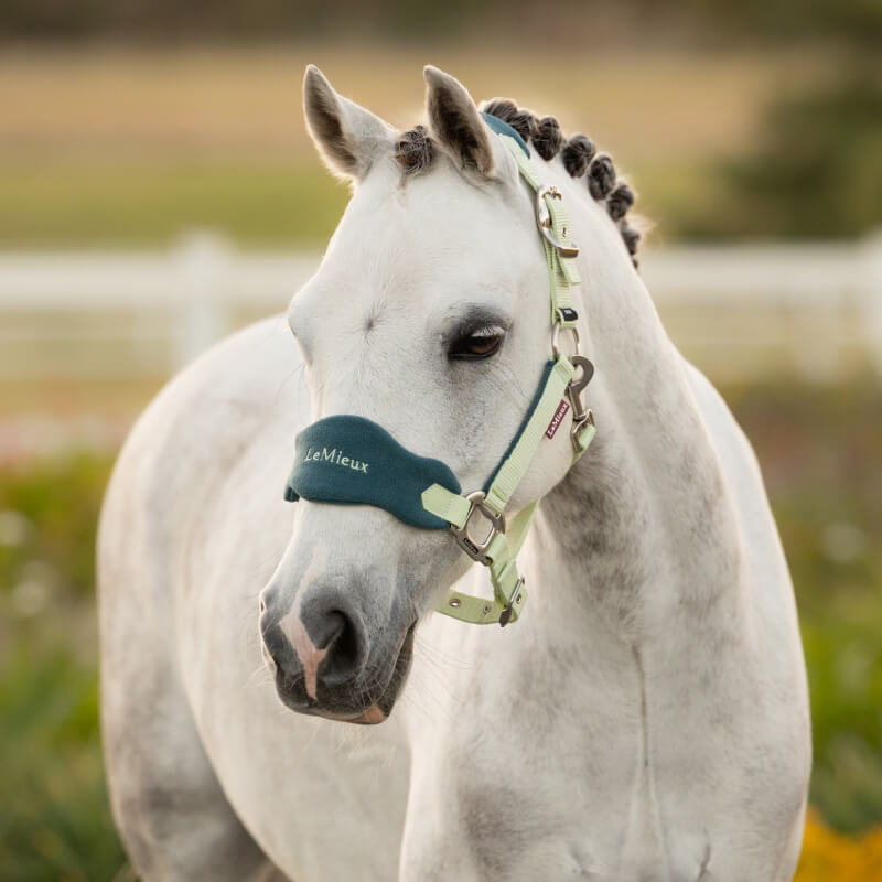 A white horse with braided mane wears a green LeMieux Mini Vogue Headcollar &amp; Leadrope Macaron.