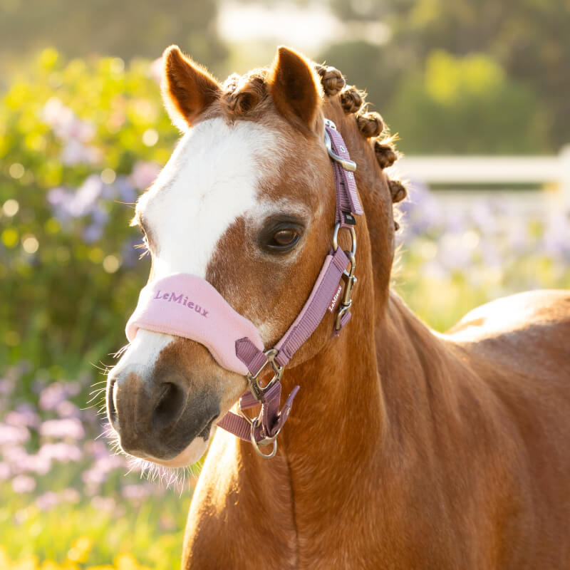 A brown pony wears a pink LeMieux Mini Vogue Headcollar &amp; Leadrope Mallow in sunlight.