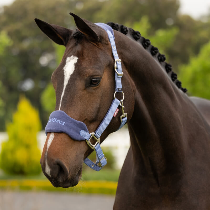 Brown horse with braided mane in LeMieux Vogue Headcollar & Leadrope Powder Blue outdoors.
