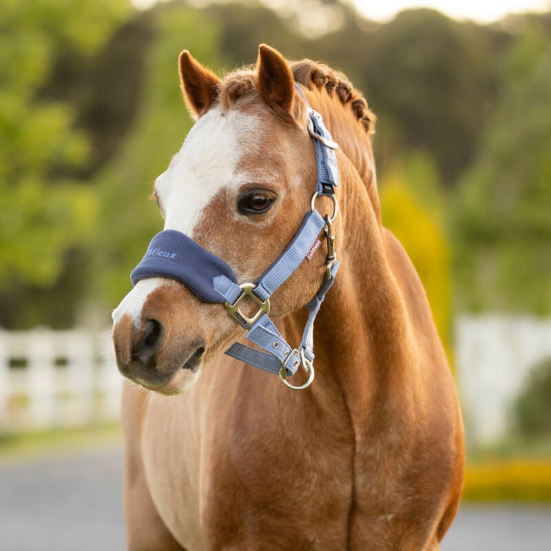 Brown and white pony in a LeMieux Mini Vogue Headcollar &amp; Leadrope Powder Blue stands outside.