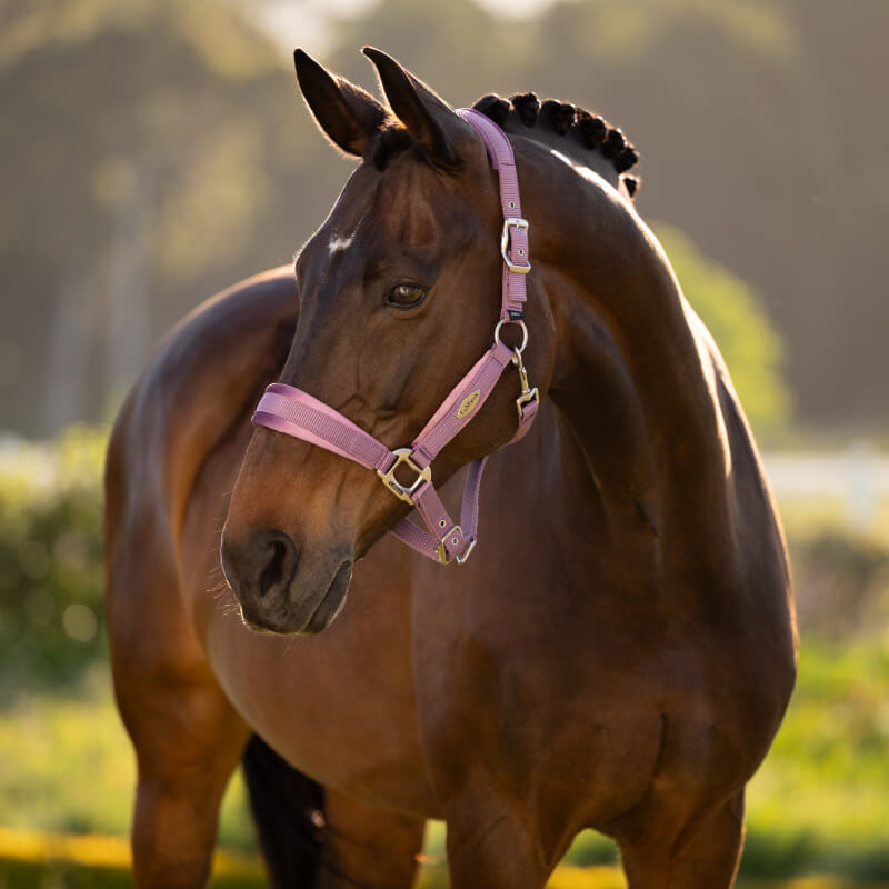 Horse in sunlight wears LeMieux Versailles Headcollar Mallow by LeMieux, mane braided neatly.