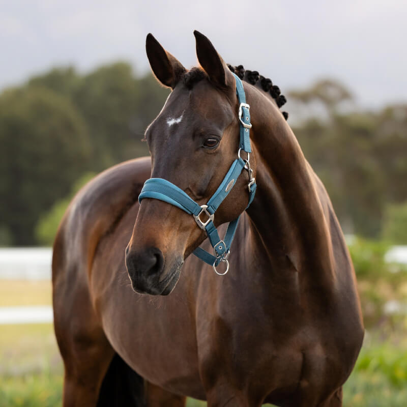 Brown horse in LeMieux Versailles Headcollar Jungle stands outdoors near trees.
