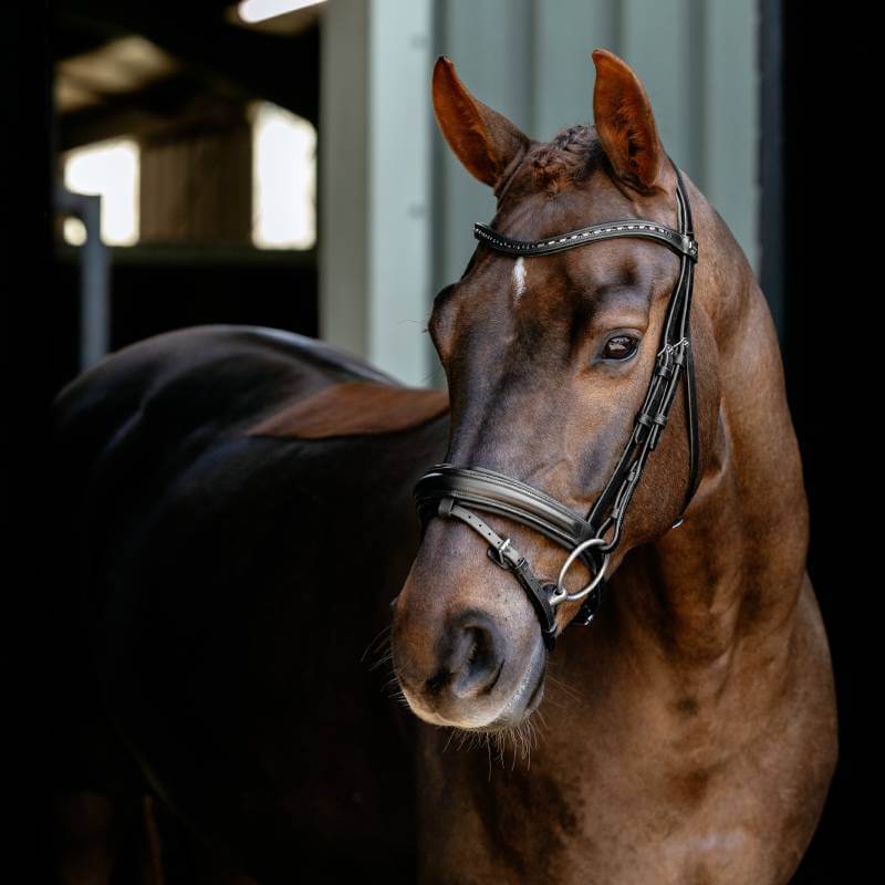 A horse in a LeMieux Arika Anatomic Dressage Bridle Black/Silver stands by a stable, gazing aside.
