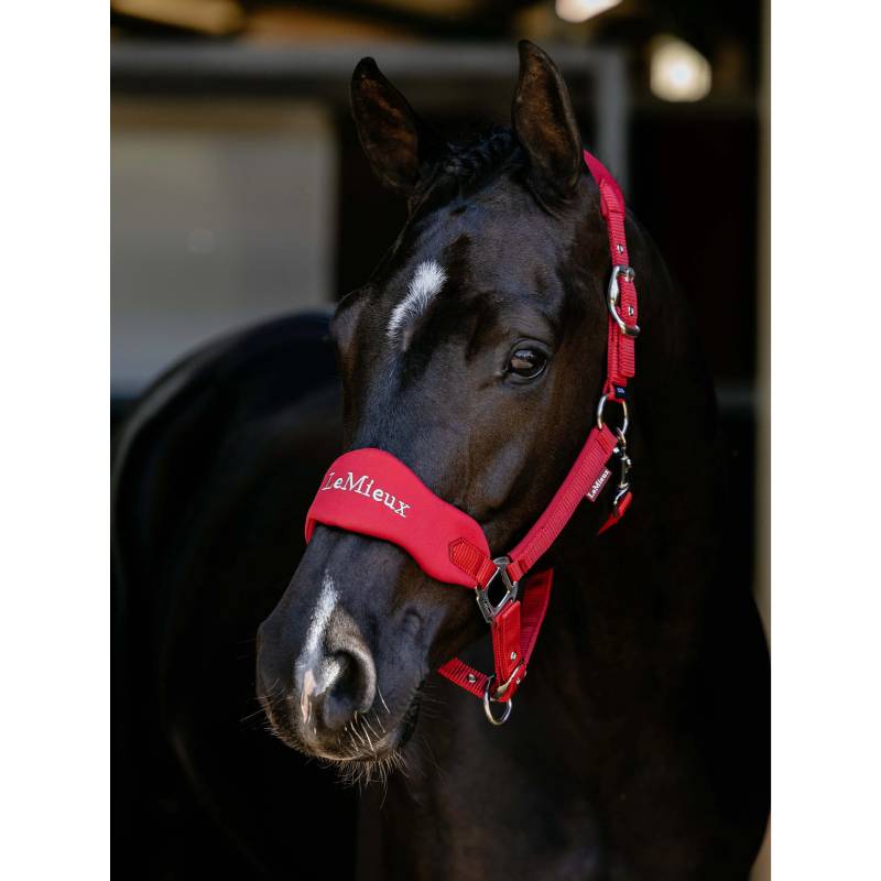 Black horse in a red LeMieux Breakaway Vogue Headcollar Chilli, facing left on dark background.
