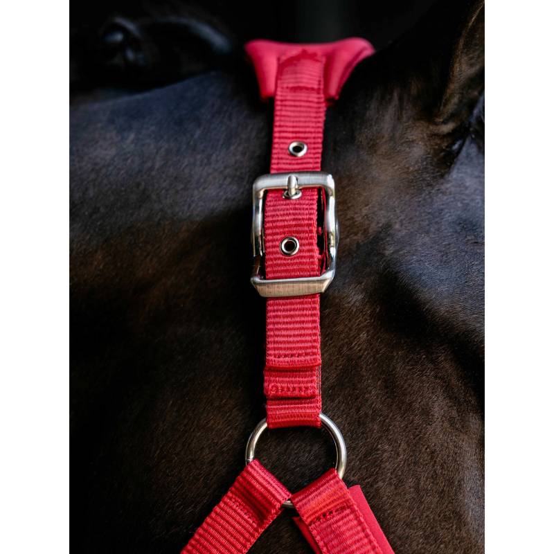 LeMieux Breakaway Vogue Headcollar Chilli on a dark horse's neck.