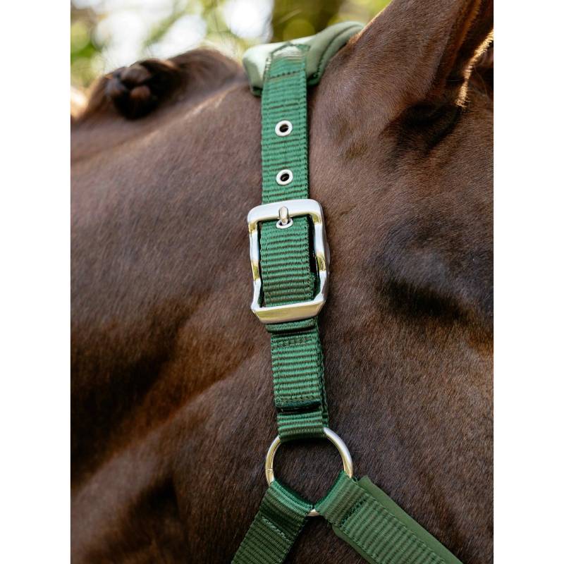 Close-up of a LeMieux Breakaway Vogue Headcollar in Hunter Green on a brown horse.