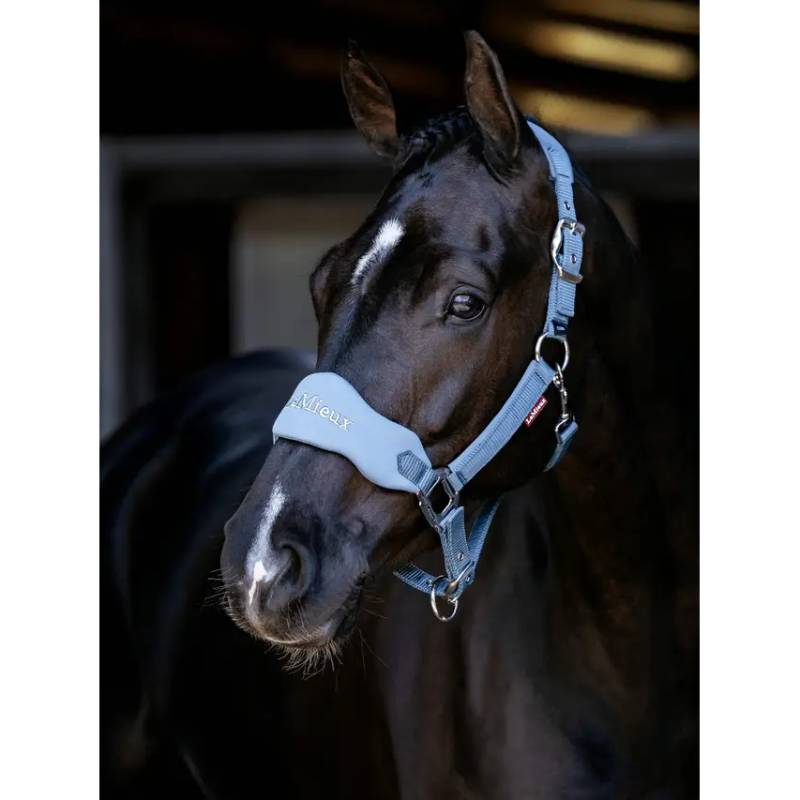 A black horse wears a LeMieux Breakaway Vogue Headcollar Ice Blue, sunlight on its face.