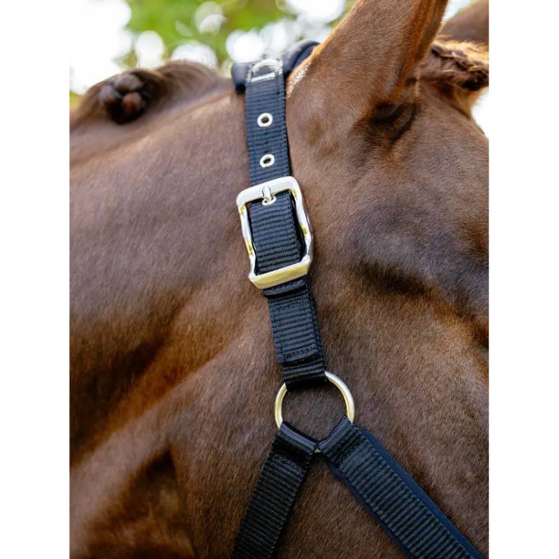 Close-up of a horse wearing the LeMieux Breakaway Vogue Headcollar Black by LeMieux.