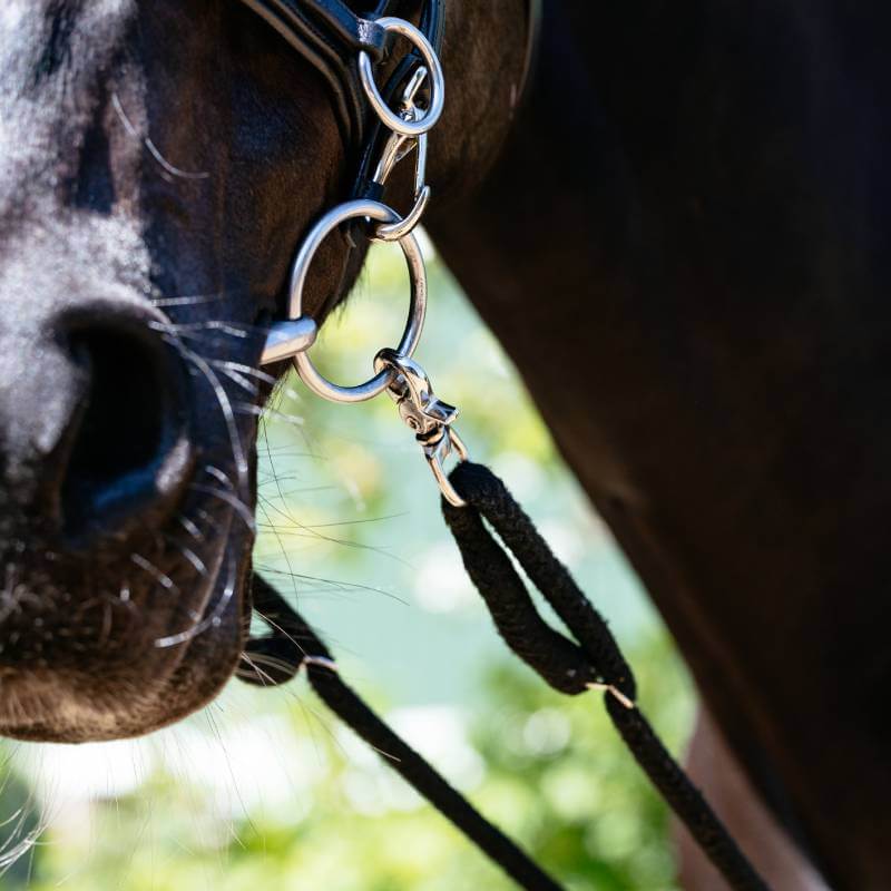 Close-up of a horse in LeMieux Rope Lunging Aid Black bridle and reins by LeMieux.