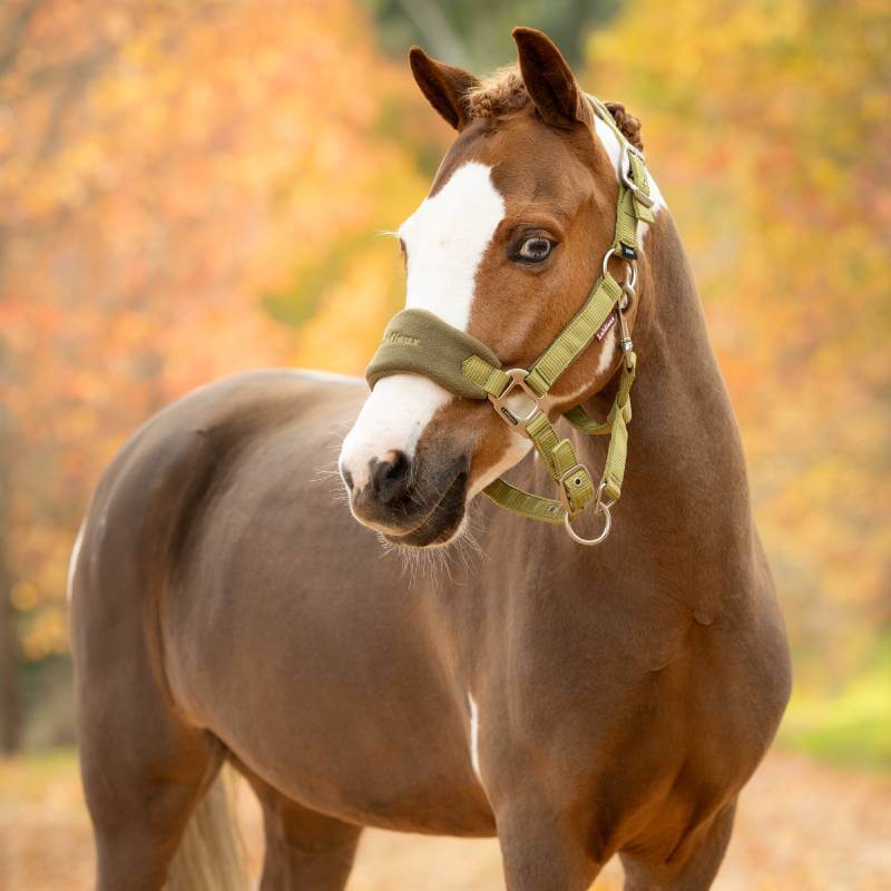 LeMieux Vogue Headcollar &amp; Leadrope Gooseberry
