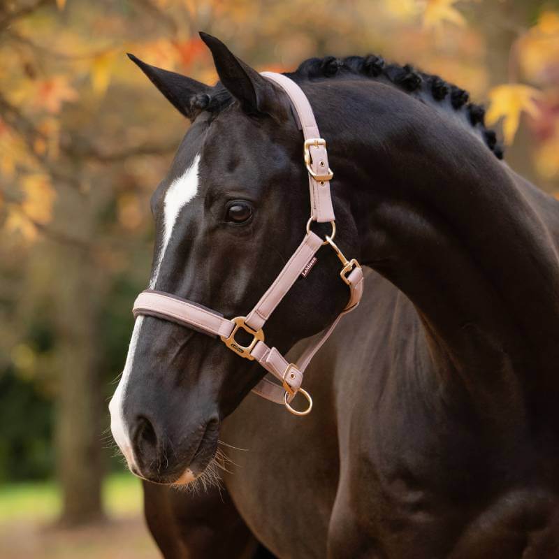 Black horse with white stripe in LeMieux Essence Headcollar Wild Rose, outdoors in autumn.
