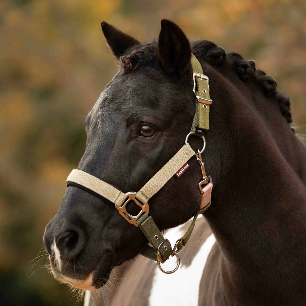 LeMieux Medley Headcollar Gooseberry/Pear/Petal