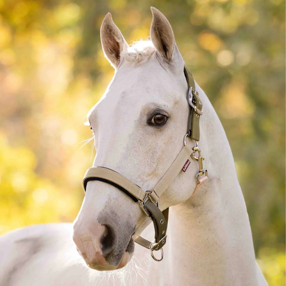 LeMieux Medley Headcollar Gooseberry/Pear/Petal