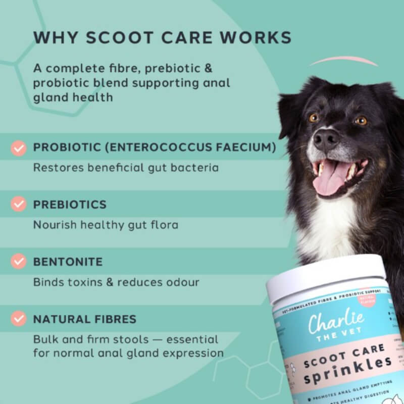 A black dog next to Charlie The Vet Scoot Care Sprinkles 500g, showcasing probiotic benefits.