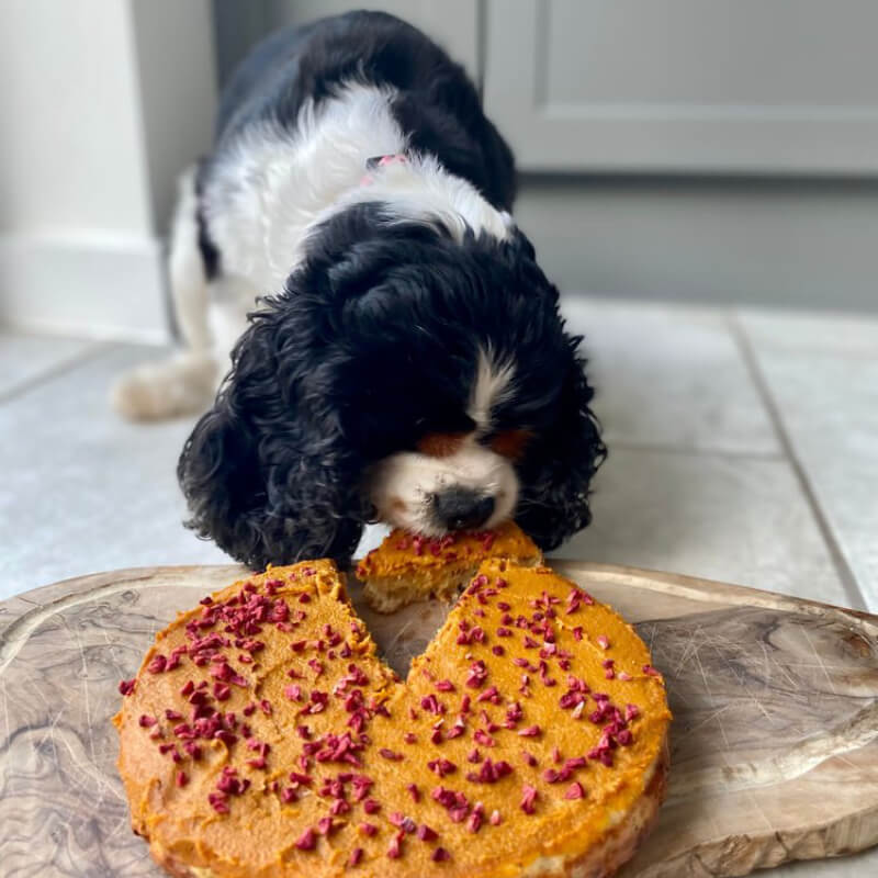 Black and white dog enjoys Dog & Bond Dog Cake Mix topped with orange frosting and red sprinkles.
