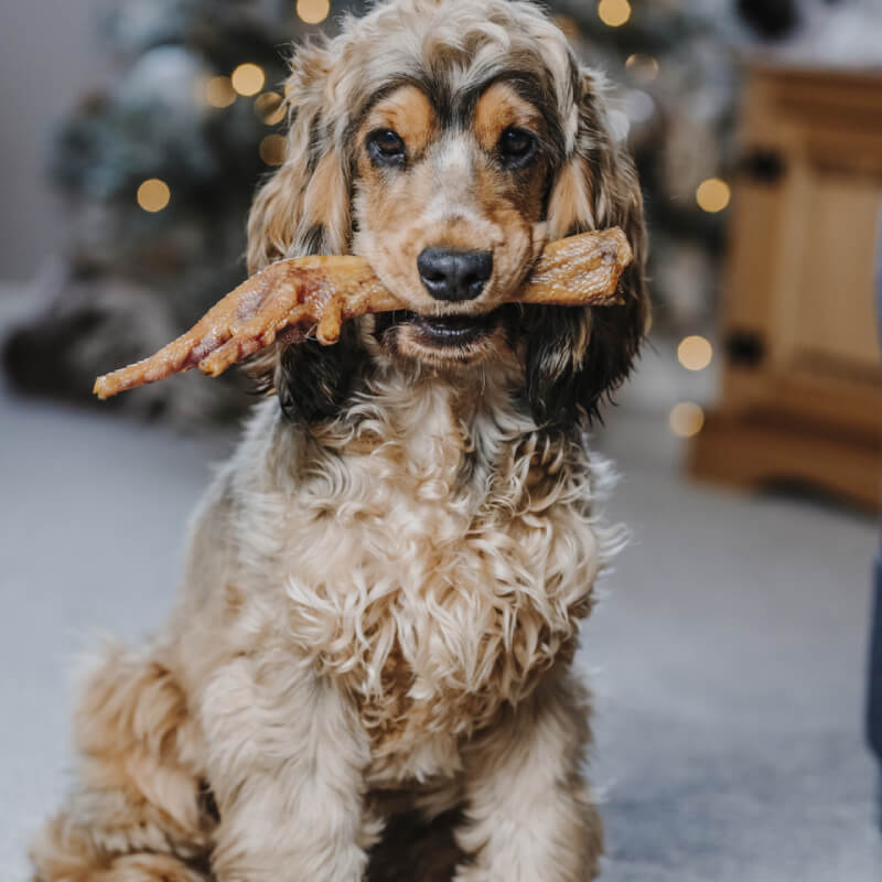 Anco Natural Turkey Feet 2Pk-Pet n Pony-Anco