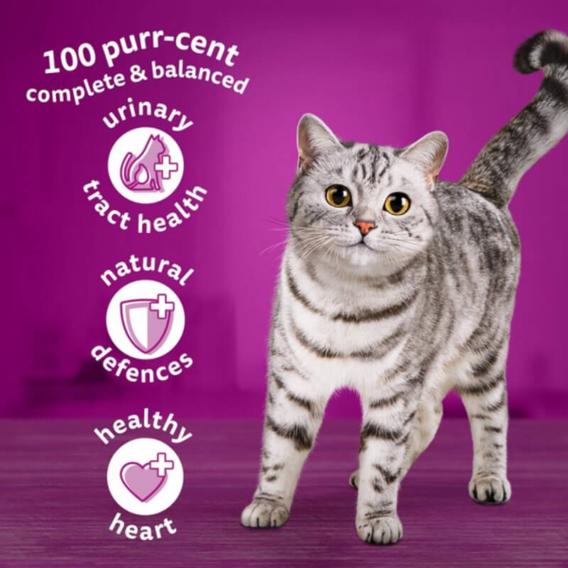 Gray tabby cat by health icons promotes Whiskas 1+ Cat Complete Dry with Lamb 1.9kg.