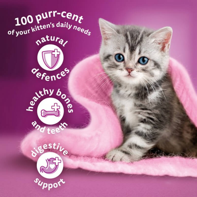 Gray tabby kitten on pink blanket with Whiskas 2-12mths Kitten Complete Dry with Chicken.