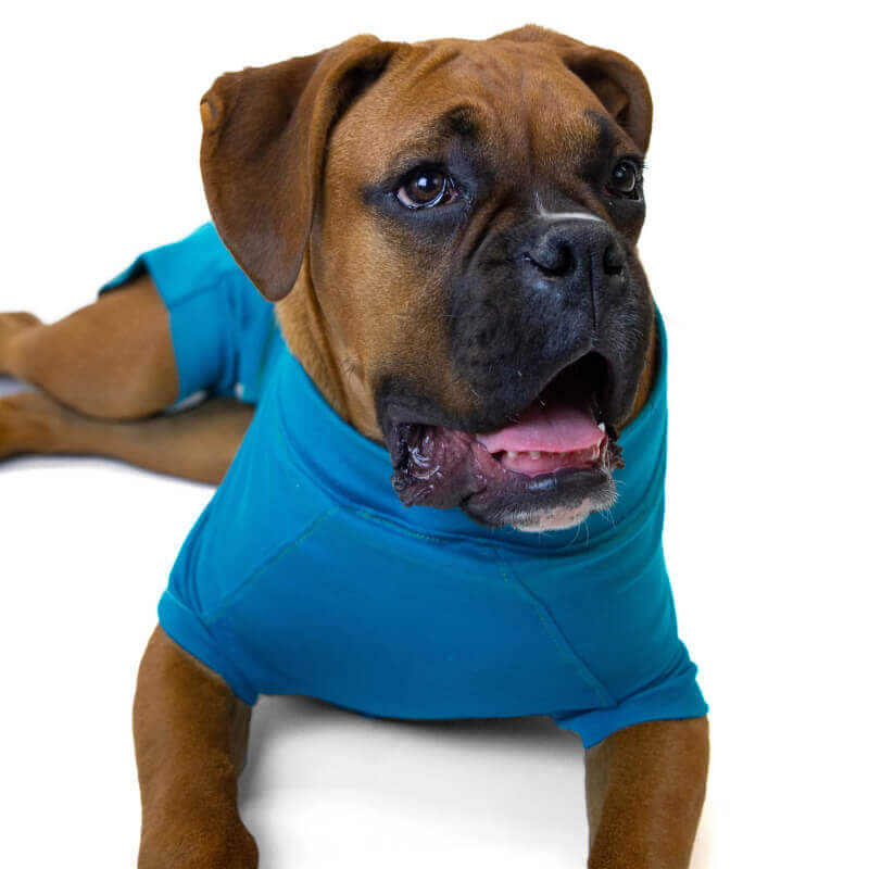 VetMedWear Recovery Suit for Male Dogs Teal Blue by VetMed on a brown dog, lying down.