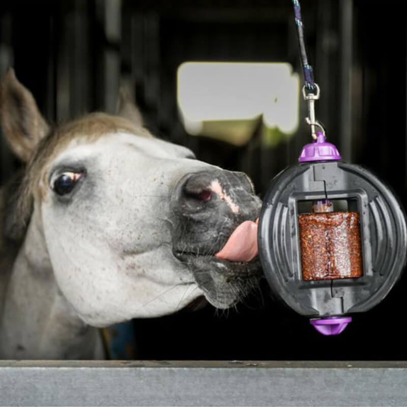 A horse uses the Likit Bizzy Ball 3-in-1 toy with purple holder in the stable for boredom relief.