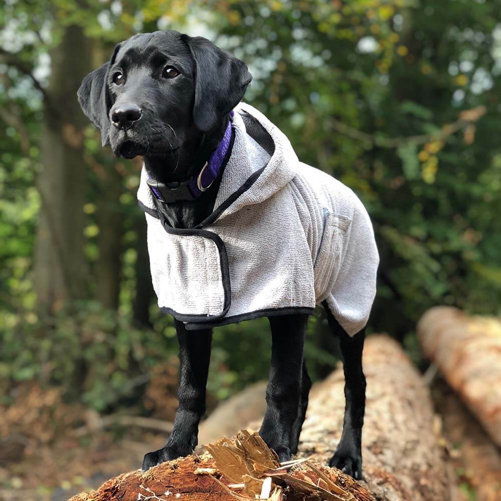 Black dog in a Groom Dog Groom Microfibre Towelling Drying Coat stands on a log in the woods.