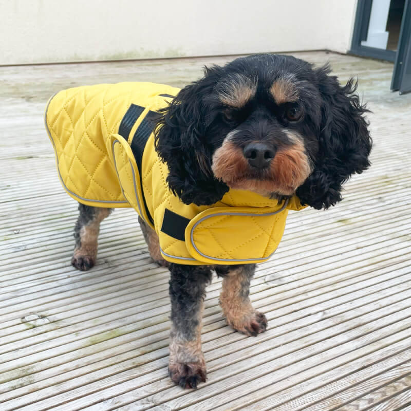 Small black and brown dog in a Happy Pet Quilted Classic Dog Coat Mustard on a wooden deck.