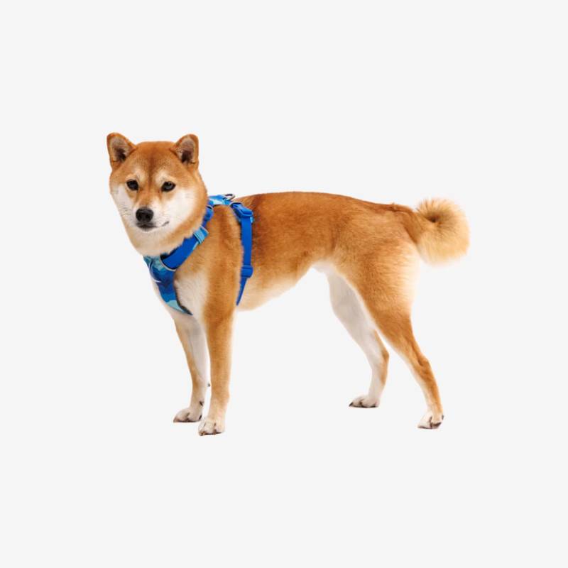 Shiba Inu wearing Ruffwear Front Range Harness Coastal Mountains stands on white background.