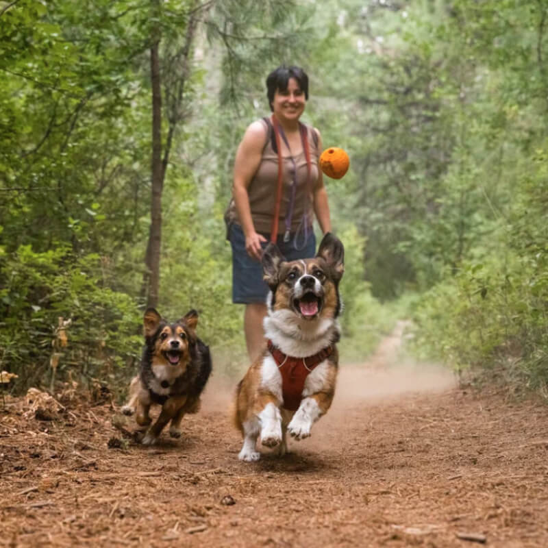 Two dogs chase a Ruffwear Turnup Toy Sage Green as a person smiles and walks behind them.