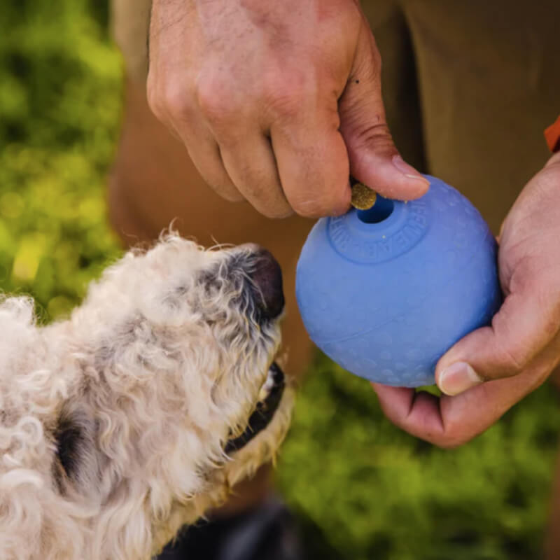 Someone puts a treat in a Ruffwear Huckama Toy Sage Green as a curly-haired dog watches.