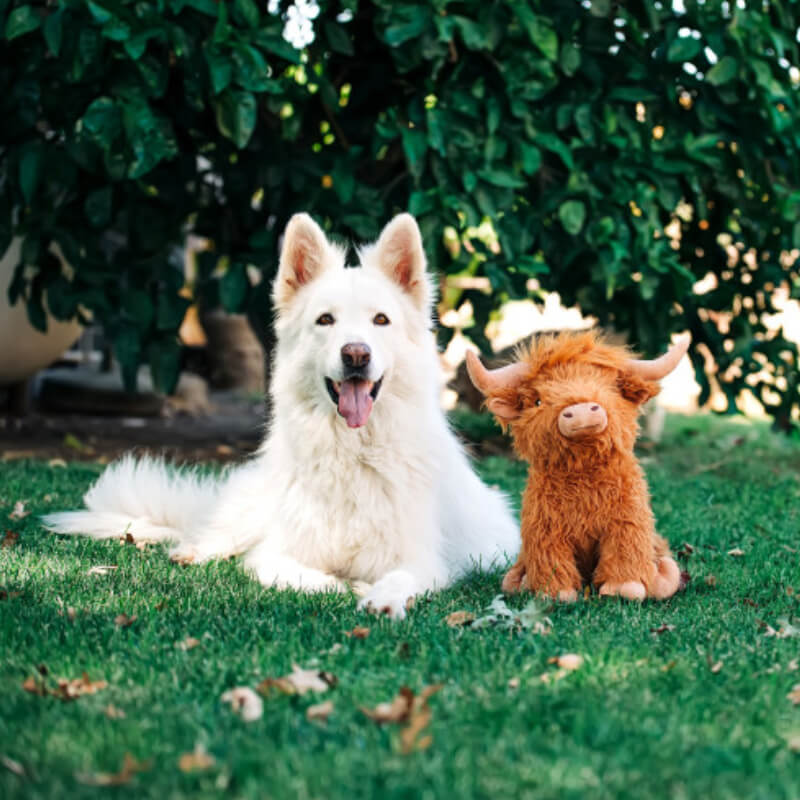 A white dog lies on grass beside a Happy Pet Highland Cow Jumbo Dog Toy in the garden.