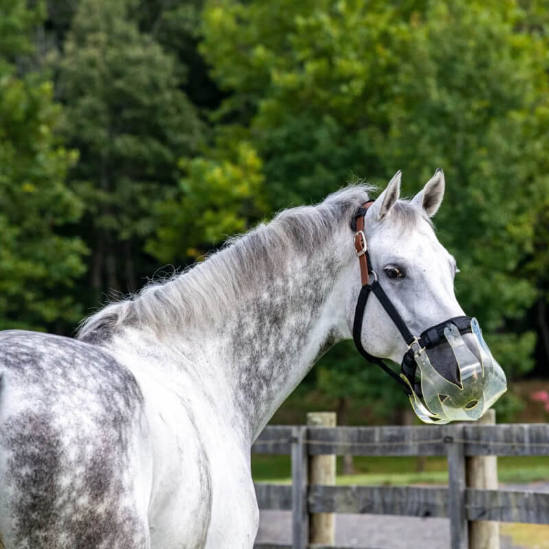 A gray horse wears a ThinLine Flexible Filly Grazing Muzzle by a fence with trees behind.