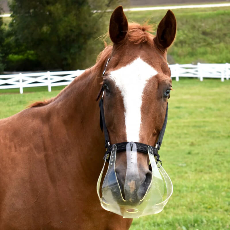 ThinLine Flexible Filly Grazing Muzzle by ThinLine on a brown horse in a grassy field by a fence.