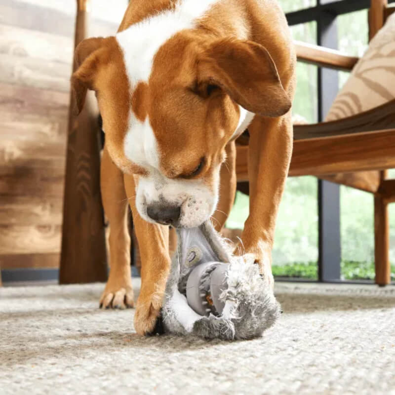 Brown and white dog plays with BARK Hare Raiser Dog Toy on a carpeted indoor floor.