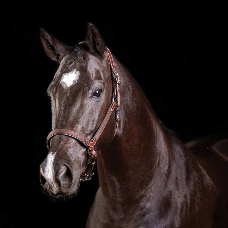 Collegiate Comfitec Leather Headcollar Brown-Pet n Pony-Collegiate