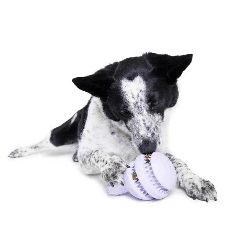 Black and white dog plays with a BARK Hippie Hopper Dog Toy on a white background.