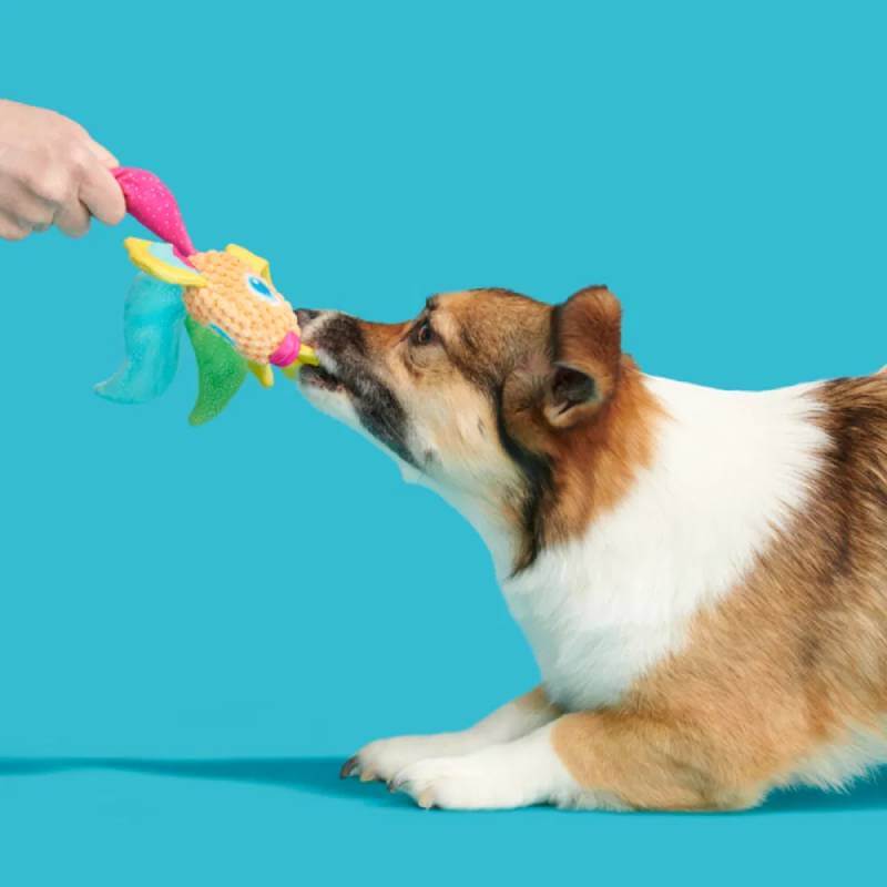 A corgi tugs on a BARK Ahi Tina Dog Toy, held by a person, against a bright blue background.