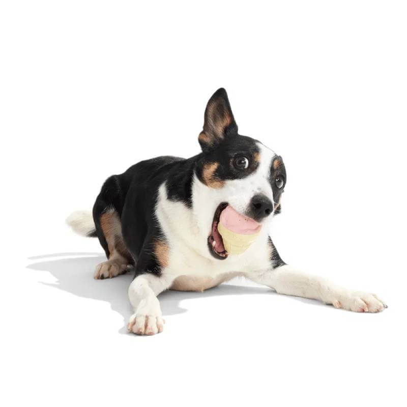 Excited black and white dog with a BARK I-Squeak Cone Dog Toy by BARK in its mouth.