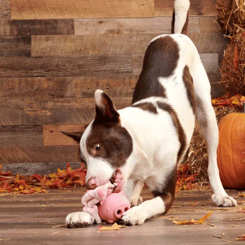 Brown and white dog with a BARK Hambone Dog Toy on a wooden floor with autumn decor.