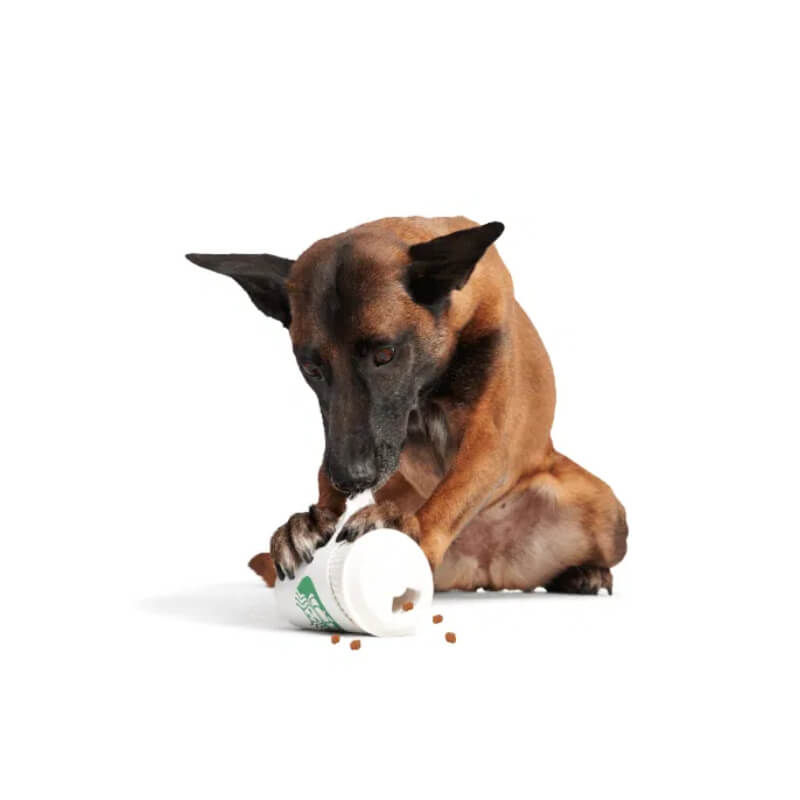 A brown dog knocks over the BARK Pupkin Spice Yappucino Toy, spilling treats on a white surface.
